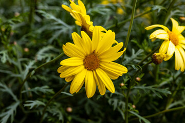 Close up of lilac flower with small insect