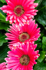 Close up of lilac flower with small insect