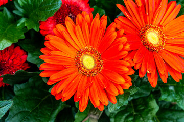 Close up of lilac flower with small insect