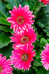 Close up of lilac flower with small insect