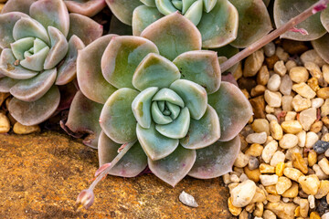 Close up of lilac flower with small insect