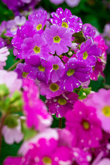 Close up of lilac flower with small insect