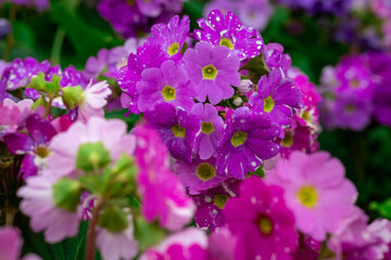 Close up of lilac flower with small insect