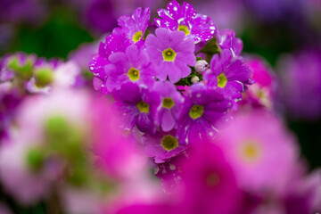 Close up of lilac flower with small insect