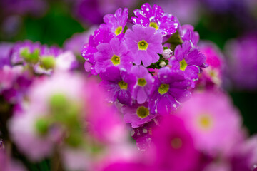 Close up of lilac flower with small insect