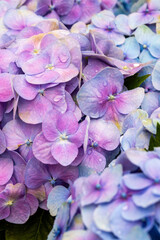 Close up of lilac flower with small insect