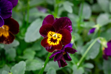 Close up of lilac flower with small insect