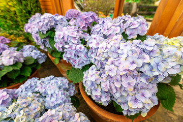 Close up of lilac flower with small insect