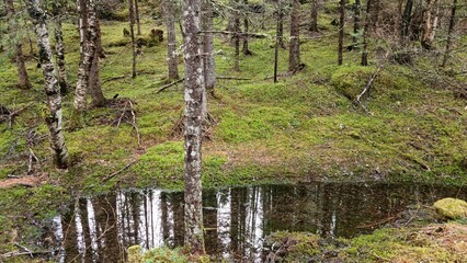 Serene forest scene with moss-covered ground and a small pond in early spring