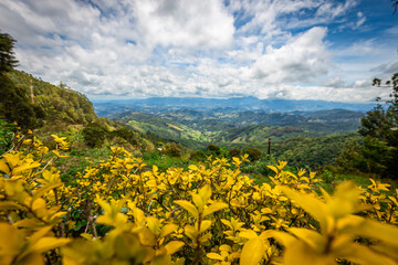 Close up of lilac flower with small insect