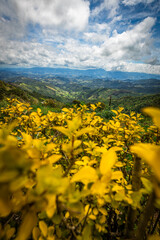 Close up of lilac flower with small insect