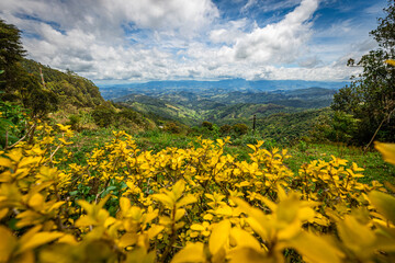 Close up of lilac flower with small insect