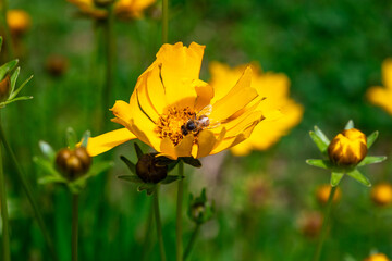 Close up of lilac flower with small insect