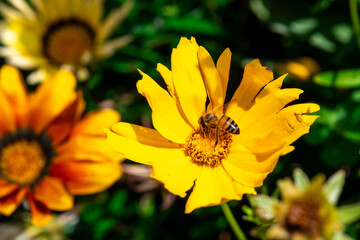 Close up of lilac flower with small insect