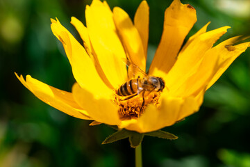 Close up of lilac flower with small insect