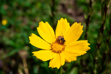 Close up of lilac flower with small insect