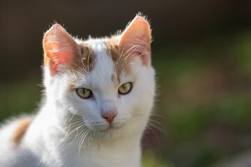 Close-up portrait of a young white-orange cat. The cat's eyes reflect the environment. Very nice blurred background.