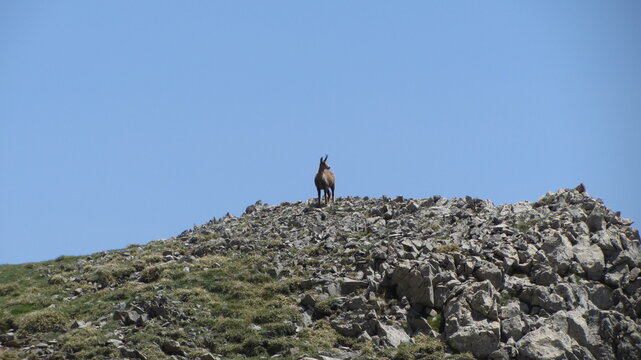 Rebeco