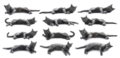 Cute grey cat on white background, set of photos
