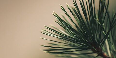 Close-up view of a pine tree branch with vibrant green needles captured in natural light