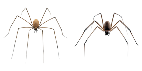 Two brown slender-legged creatures in the entomological world. Each creature showcases a unique stance