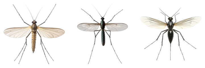 A detailed image showcasing three different types of mosquito specimens with focus