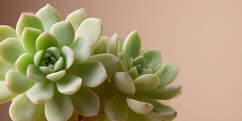 Green succulent plants growing in a soft light setting on a neutral background, showcasing their unique shapes and textures