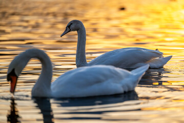 Zwei H&ouml;ckerschw&auml;ne im Sonnenuntergang auf einem See