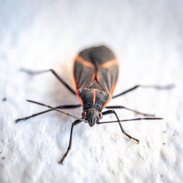 Boxelder bug on white surface