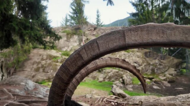 Portrait of one wild goat. Alpine ibex. Capra ibex with Large Curve Horns. One male bouquetin resting outdoors.