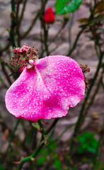 Natural mountain forest, red flower and landscape images for designers high quality discount