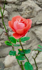 Natural mountain forest, red flower and landscape images for designers high quality discount