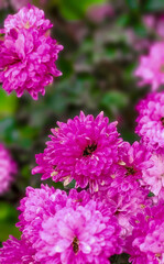 Natural mountain forest, red flower and landscape images for designers high quality discount