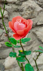 Natural mountain forest, red flower and landscape images for designers high quality discount