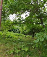 Green Caucasus Mountains natural mountain forest, red flowers and landscape pictures for designers high quality discount