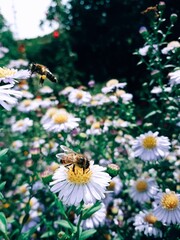 Caucasus Mountains distant mountain pictures beautiful landscape strawflower autumn spring cliffs bay vital road winter snowy villages landscape photographer designer high quality download