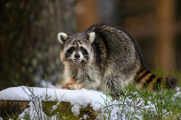 The raccoon is standing in the snow in the forest, looking around.