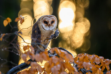 Barn owl and little mouse.