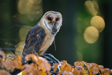 Barn owl and little mouse.
