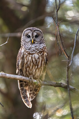 barred owl
