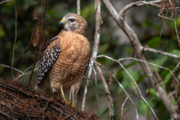 red tailed hawk