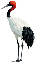 Naklejka premium Vector illustration of a red-crowned crane bird isolated on a white background