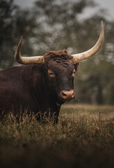 Texas Longhorn