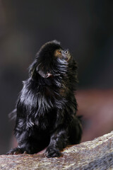 Portrait of a Black Tamarin Looking Up in a Dark Natural Environment