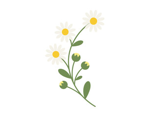 Fototapeta premium Cosmos flower with a floral branch, blooming in spring fields, a gentle, delicate, fragile wildflower, beautifully blossomed summer flora, depicted as a botanical flat graphic vector illustration on