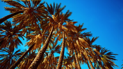 Fototapeta premium Golden palm fronds dance in the warm breeze, reaching skyward against a vivid blue background. Sunlight bathes the landscape, creating a tropical paradise atmosphere.