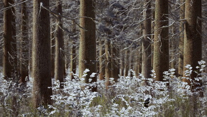 Fototapeta premium Tall trees stand majestically in a tranquil forest, their thick trunks lined with frost. Delicate white flowers bloom beneath under the soft blanket of snow, creating a peaceful winter ambiance.