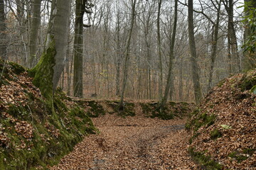 Chemin remplie de feuilles mortes en début d'hiver au bois de Villers-la-Ville (Nivelles)