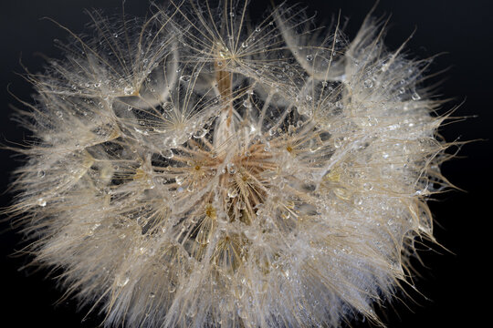 Close macro view of dandelion seed head with fresh water droplets showing delicate texture against dark contrasting background