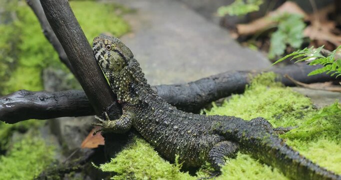 Chinese crocodile lizard (Shinisaurus crocodilurus) in semi-aquatic habitat